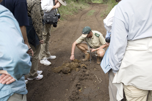 Elephant dung and dung beetle