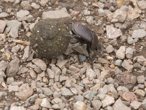 Dung Beetle and ball