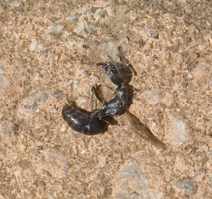 nasty flying, biting thing: termite?