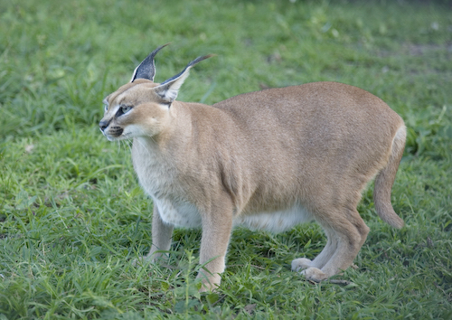 Caracal