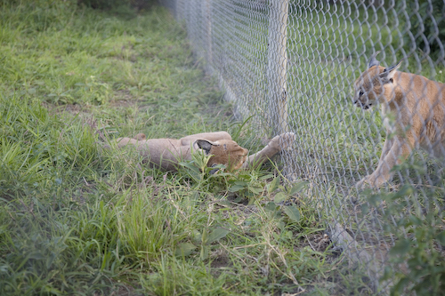 Caracals fighting through fence
