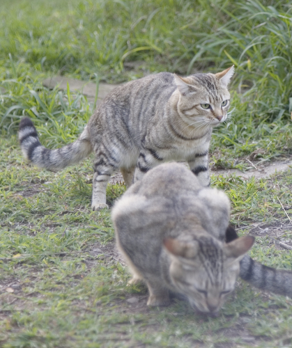 African Wild Cats