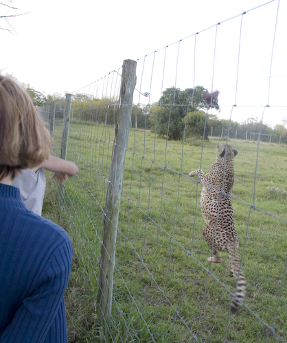 Nandi jumping for food