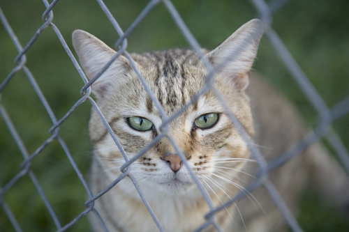 African Wild Cat