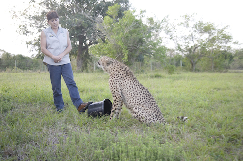 Cheetah wants more meat