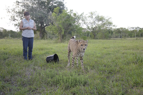 Cheetah done with dinner, time to prowl