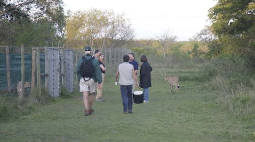 Yikes! Cheetah! Help?