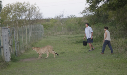 Cheetah finds the way back home