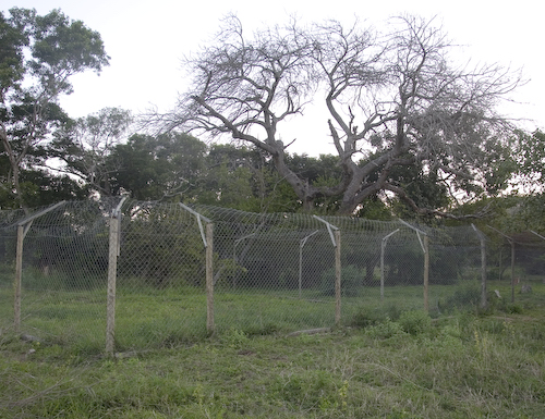 Caracal enclosure