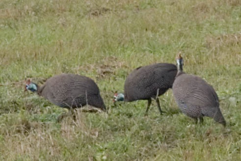 helmeted guinea fowl