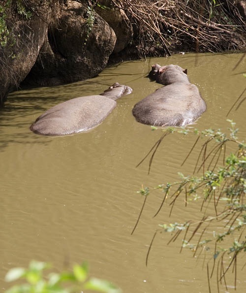 hippos in the pond