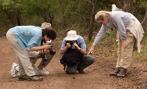 dung beetle photographers