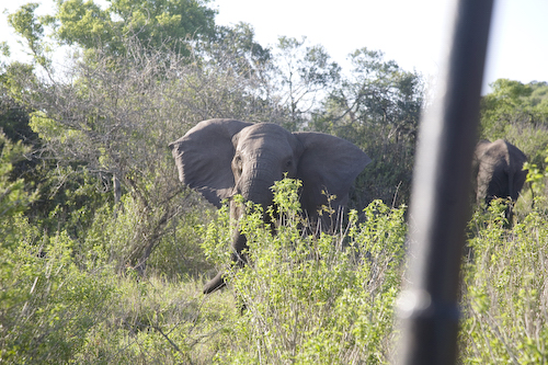 Elephants