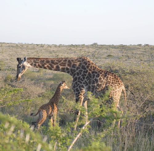 Giraffe newborn with adult