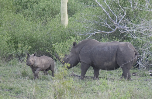 Rhino calf and mom