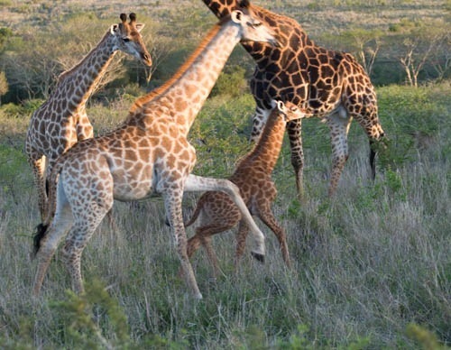 Giraffes frolicking with the baby