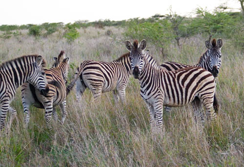 zebra herd