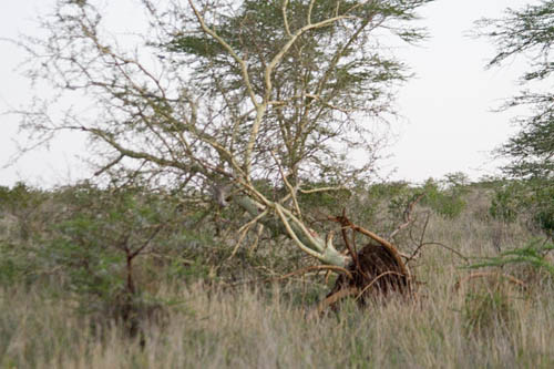 elephant sign