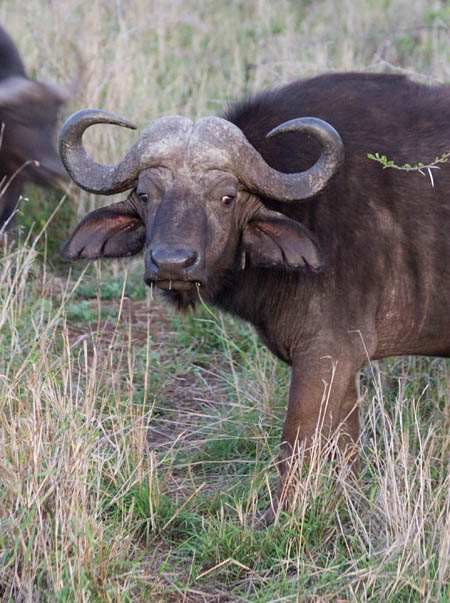 cape buffalo