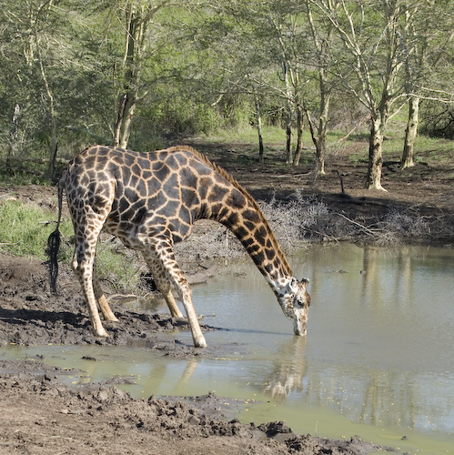 george the giraffe drinking