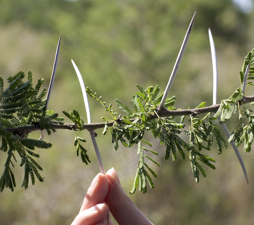 hook and pinch plant