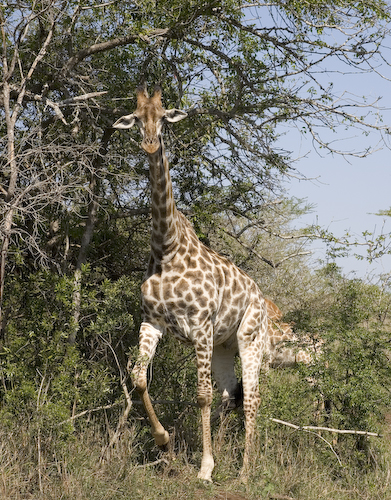 giraffe