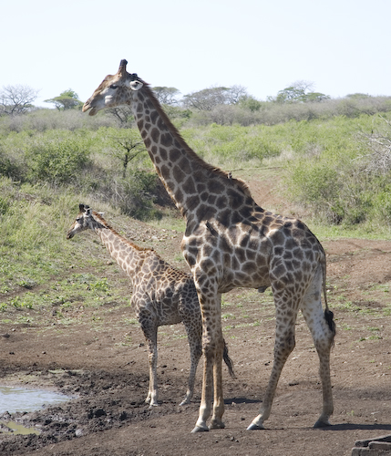 adult male and young giraffe with birds