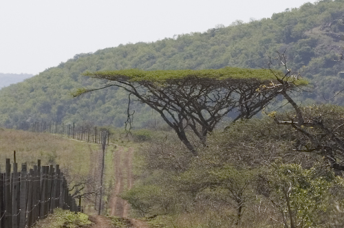 fence and flat top tree