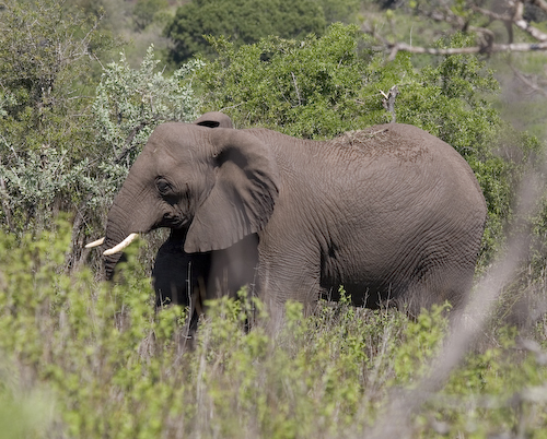 elephants