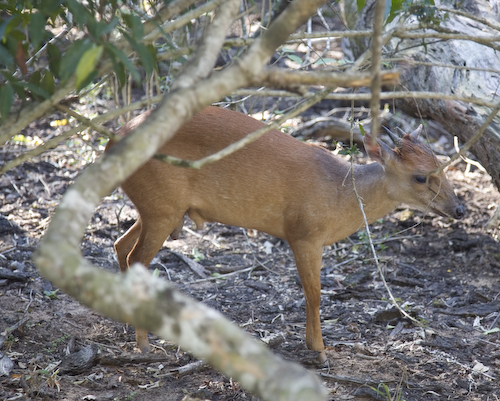 red duiker