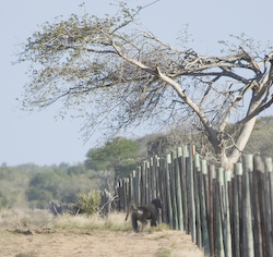 baboon at the fence