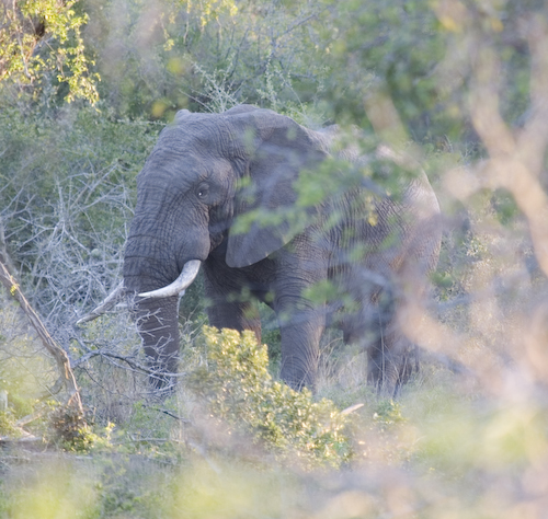 bull elephant