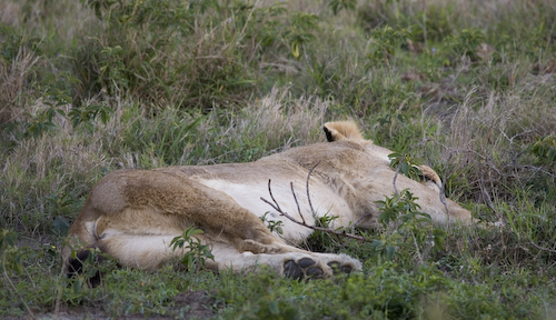 female lion