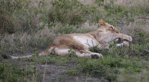 female lion waking