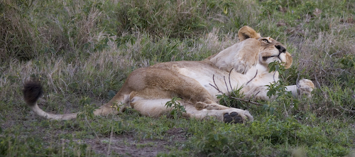 female lion waking