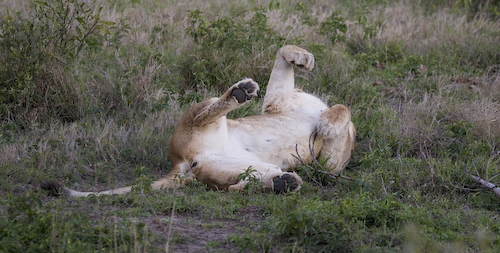 female lion waking