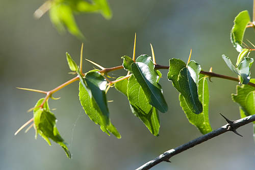 buffalo thorns