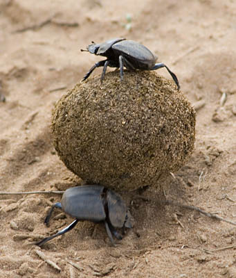 dung beetles