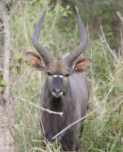 nyala male