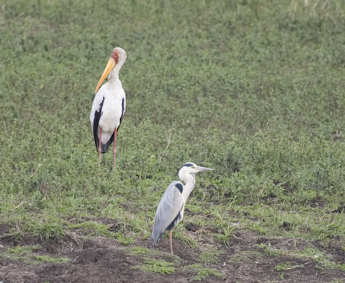gray heron and yellow bill stork