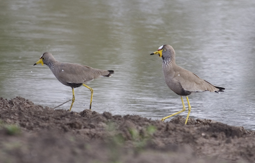 wattled plover