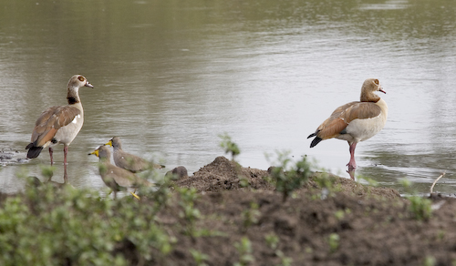 Egyptian goose pair with wattled plover pair