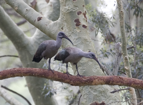 Ibis pair