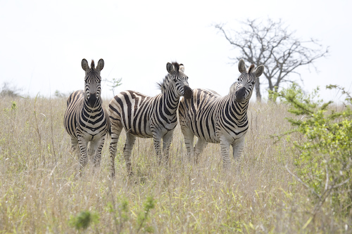 zebra trio