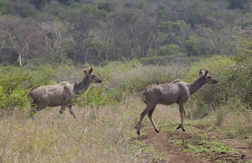 Kudu females