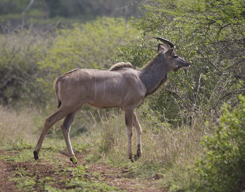 kudu male