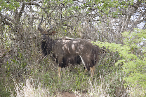 adult male Nyala