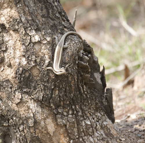 common skink