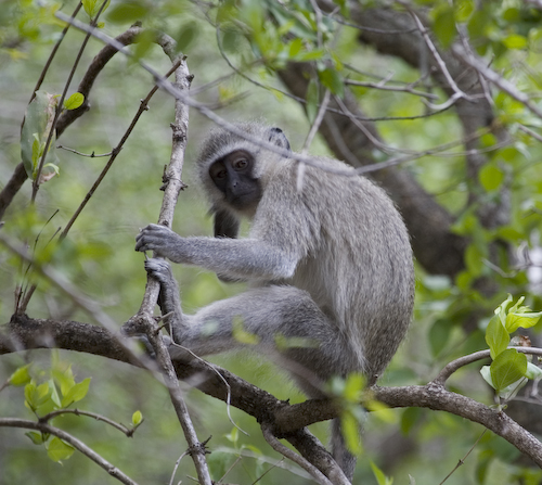 vervet monkey