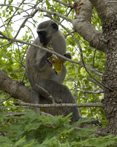 vervet monkey with bag of cookies